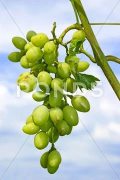 Cluster of white grapes Stock Photos