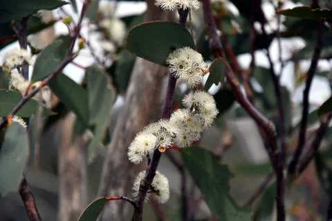 Cluster of white gumtree (Angophora hispida) flowers Stock Photos