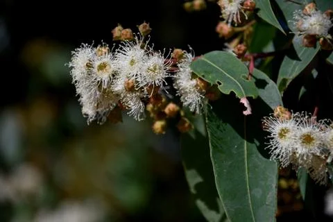 Cluster of white gumtree (Angophora hispida) flowers Stock Photos