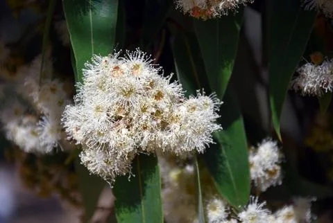 Cluster of white gumtree (Angophora hispida) flowers Stock Photos