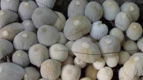 Cluster of white mushrooms Stockbeeldmateriaal 333900552