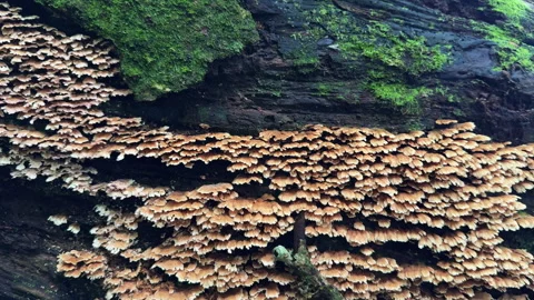 Cluster of wild bracket mushrooms growing on decaying wood in Tà Xùa Primeval Vídeos de archivo 345138517