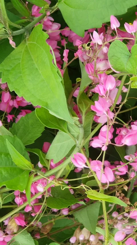 A cluster of wild pink flowers on the side of the road Stock Footage 302280836