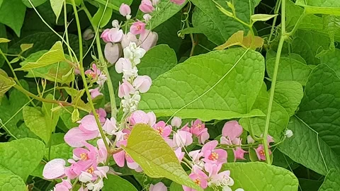 A cluster of wild pink flowers on the side of the road Stock Footage 302312860