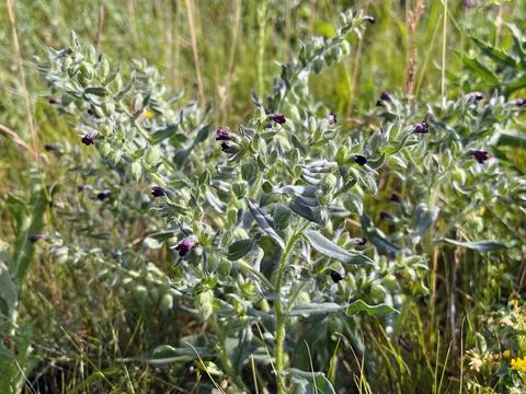 A cluster of wildflowers Nonea Pulla in a sunlit meadow Stock Photos