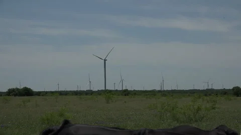 A cluster of wind turbines, camera then reveals small herd of cattle below, 4K. Stock Footage 241545074