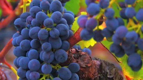 Cluster of wine grapes Video stock 545414