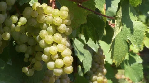 Cluster of wine grapes Stock Footage 24433582