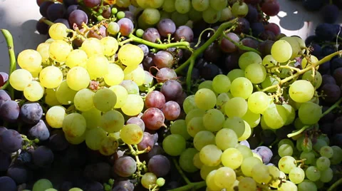 Cluster of wine grapes Stock Footage 30425207