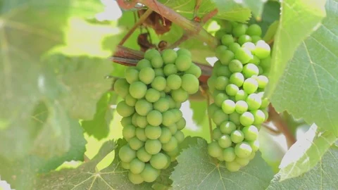 Cluster Of Wine Grapes On Vine In Sunlight / 4K UHDV Movie Stock Footage 78501517