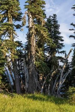 Cluster of worn down trees growing together 스톡 사진