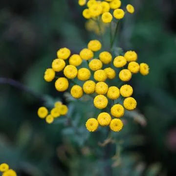 Cluster of Yellow Button Flowers Stock Photos