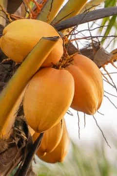 A cluster of yellow coconuts hangs from a palm tree. The coconuts are ripe .. Stock Photos