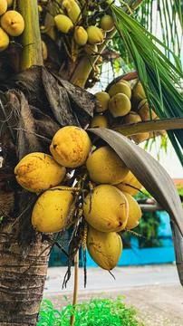 Cluster of Yellow Coconuts Stock Photos