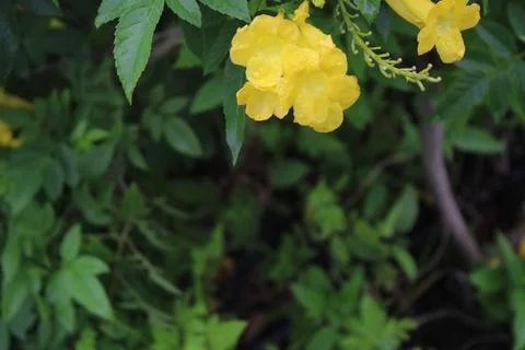 A Cluster of Yellow Elder Flower Stock Photos