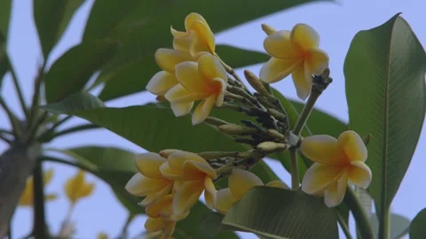 Cluster of Yellow Frangipani or Bunga Kamboja Blossoms Under Tropical Sky Vídeos de archivo 320438460