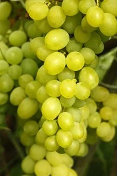 Cluster of yellow grapes Stock Photos