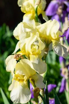 Cluster of Yellow Irises Stock-Fotos
