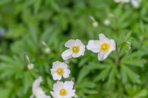 Clustered anemones forming repeating pattern, studio stylist arranges flowers Stock Photos