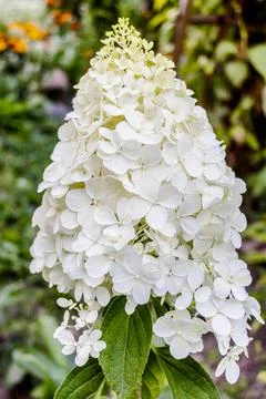 A Clustered 'Annabelle' Hydrangea (Hydrangea Arborescens) Flowering Shrub. Stock-Fotos