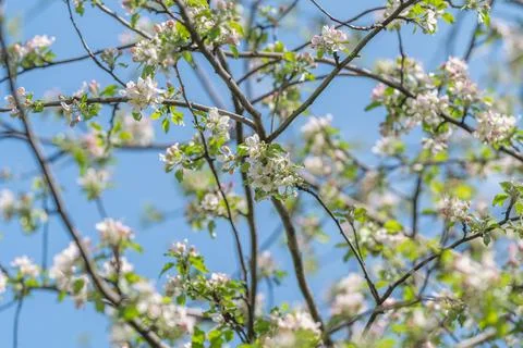 Clustered apple blossoms forming lush canopy against bright sky, layered bran Stock Photos