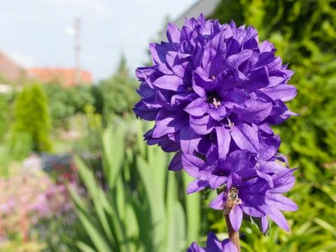Clustered bellflower Stock Photos