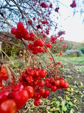 Clustered bright red berries dangle from branches in a garden setting. The Stock Photos