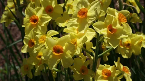 Clustered daffodils Stock-Footage 22732702