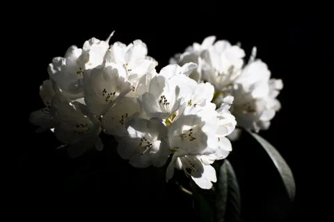Clustered flowers 写真素材