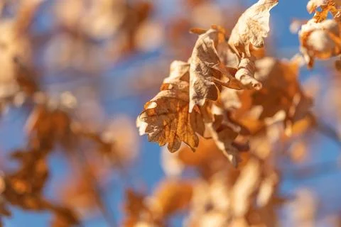 Clustered foliage forming warm pattern, rimlight accentuating earthy textur.. Stock Photos