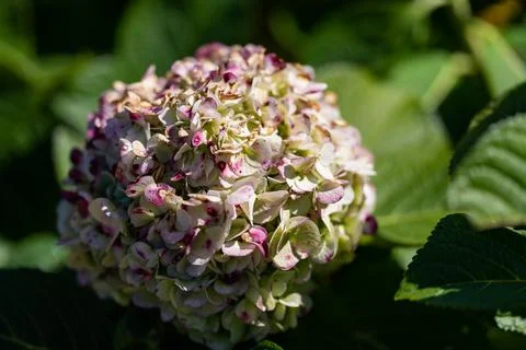 Clustered hydrangea petals form round flower head with mixed purple and gre.. 库存照片