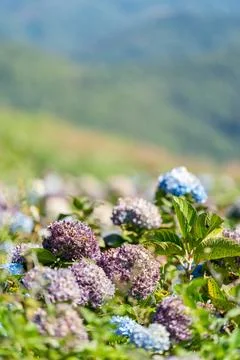 Clustered hydrangea petals form round flower head with mixed purple and gre.. Photos