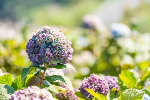 Clustered hydrangea petals form round flower head with mixed purple and gre.. 写真素材