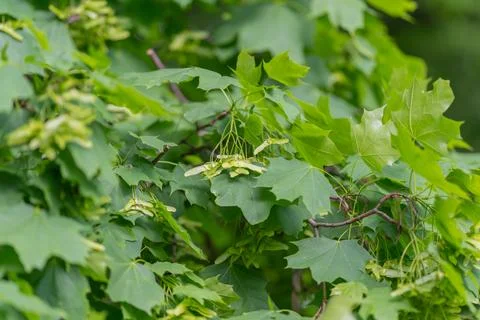 Clustered maple samaras with emerging leaf growth, documentarystyle frame f.. Foto stock