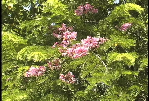 Clustered pink flowers Stock Footage 464003
