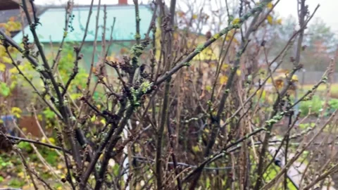 Clustered shrub stems adorned with moss and lichen in garden Stock-Footage 319953083