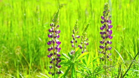 Clustered specimen of wild lupinus, with its lavender colored flowers 動画素材 155992527