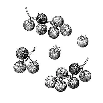 Clusters and single cherry tomatoes. Hand-drawn ink sketch in retro style. Stock Illustration