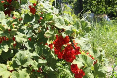 Clusters are currant, Stock-Fotos