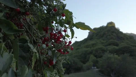 Clusters of berries on the background of mountains Video stock 145050155
