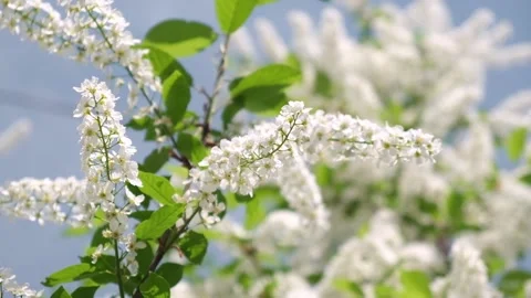 Clusters bird-cherry blossoms closeup on blurry sky background. selective focus. Stock Footage 233087244