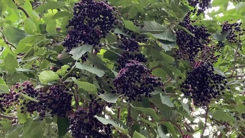 Clusters of black berries  hang on the branches. Stock-Footage 251335535