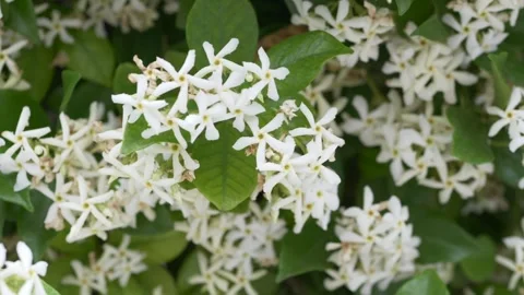 Clusters of blooming star jasmine flowers create a clean botanical background Stock Footage 335763588