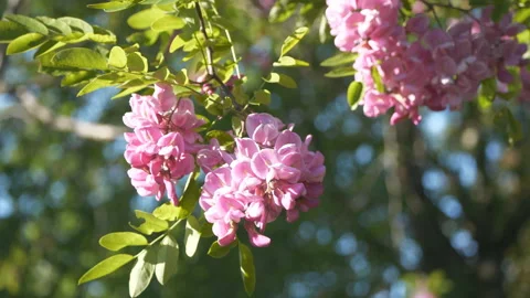Clusters of blossoming pink flowers on tree branches. Stock Footage 131224820