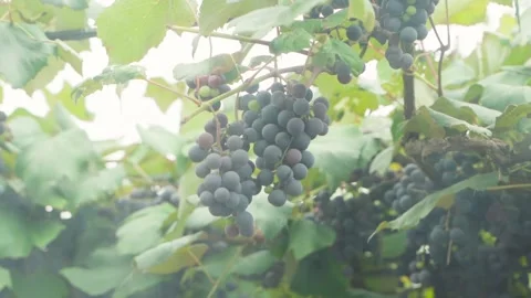 Clusters of blue grapes grow in the vineyard, view through the window. Smooth Stock Footage 231094486