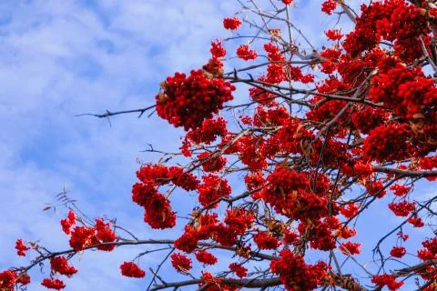 Clusters of bright red mountain ash on a tree against the sky Stock Photos