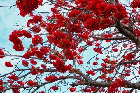 Clusters of bright red mountain ash on a tree against the sky Stock Photos