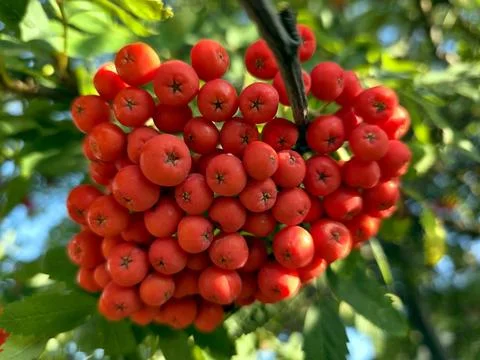 Clusters of Bright Red Rowan Berries Hanging in the Warm Autumn Sun Stock Photos
