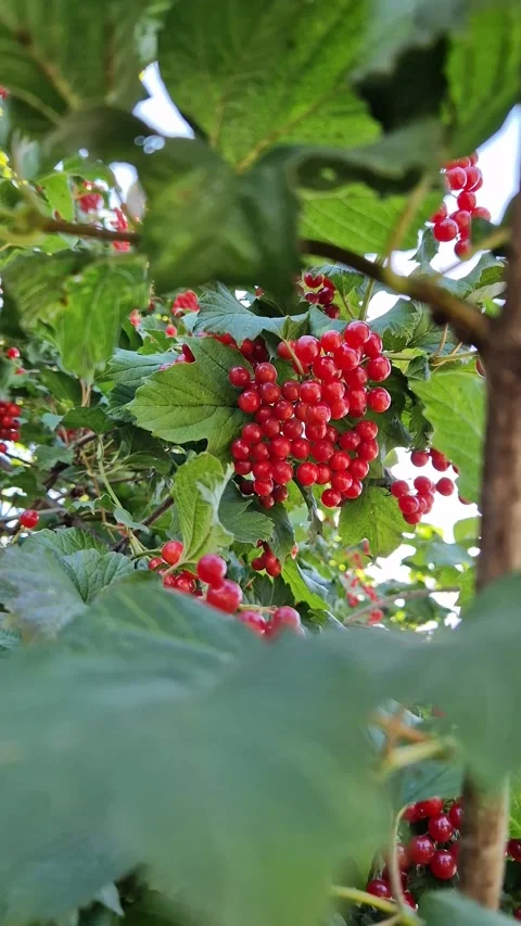 Clusters of bright red viburnum berries among green leaves Vídeo Stock 345261856