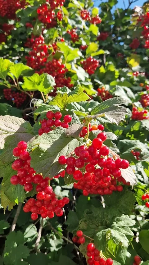Clusters of bright red viburnum berries among green leaves 動画素材 345261920